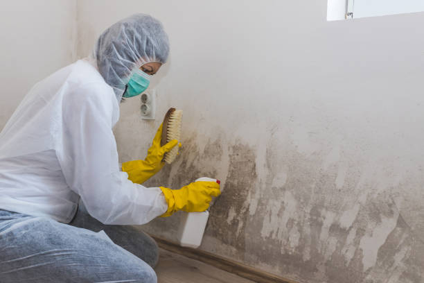 Best Mold Damage Repair  in Midway, KY