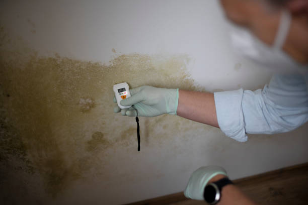 Best Office Mold Removal Services  in Midway, KY