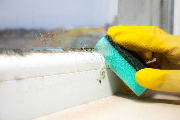 Best Attic Mold Removal  in Midway, KY