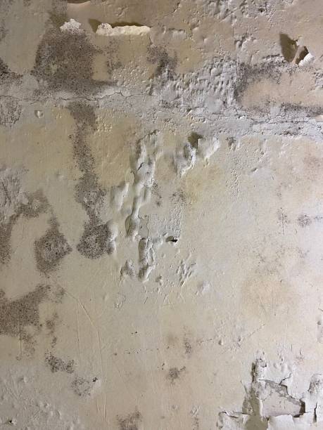 Best Crawl Space Mold Removal  in Midway, KY