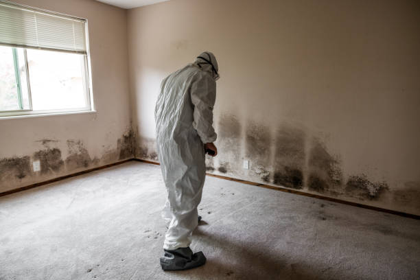 Best Mold Damage Repair  in Midway, KY