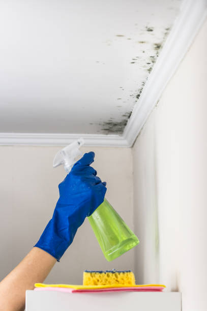 Professional Mold Removal in Midway, KY